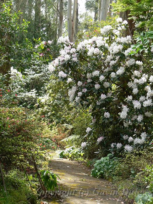 Pathway, Tindale Gardens P1040844.JPG